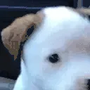 woof