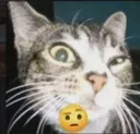 suscat