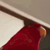 laughingbird