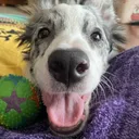 haru_ball