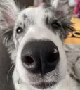 haru_stare