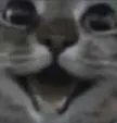 Hapoy_cat