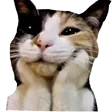 CatWow