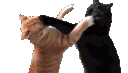 2202catfight