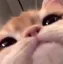 emojigatinhofofo
