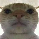 gato_bavo_FemboySlut