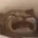 emojigatinho