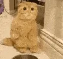 catWave catWave