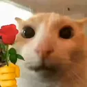 catrose catrose