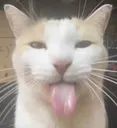 tongueoutcat