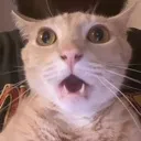 Kittyshock Discord Emoji