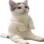 catsit