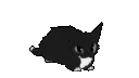 cat_dance