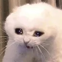 CatScream