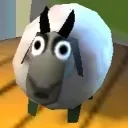 sheep