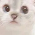 Scared Scared