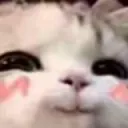 blushyCat