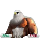 realorfake
