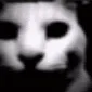 Desolacat