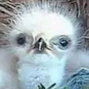 Birb