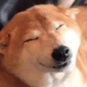 HappyShiba HappyShiba