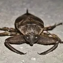 waterbugssss