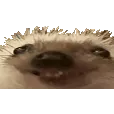 xdd