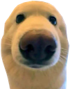 albert Discord emoji