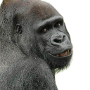 utalkingaboutme Discord emoji