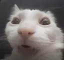 1231232