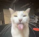 bleh