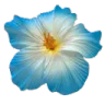 Blue Flower blue_flower Discord Emoji