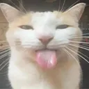 B_catbleh B_catbleh