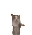 GatitoFeliz