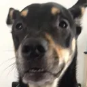 e_puppyshock