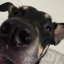 e_pupsmells