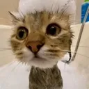 CAT Discord Emoji