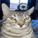 catstare