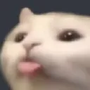 catTongue catTongue