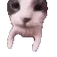 catKISS
