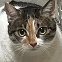 miumiu