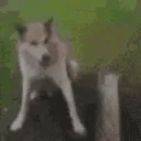 DoggoHandshake