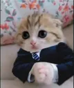 gato_elegante