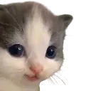 cat cat