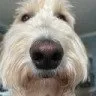 ben