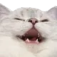 kekruna