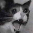 catscream