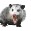 possum_scream