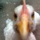 boris
