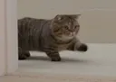 walkingcat